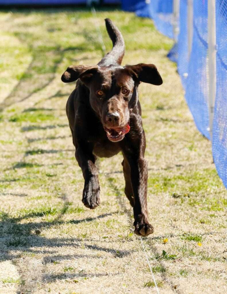 Mastering Fast CAT Rankings A Comprehensive Guide