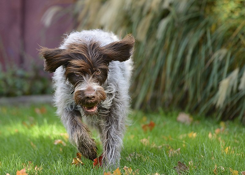 Action! Happy Dogs Home • Dog Trainer, Dog Sitter, Dog Walker