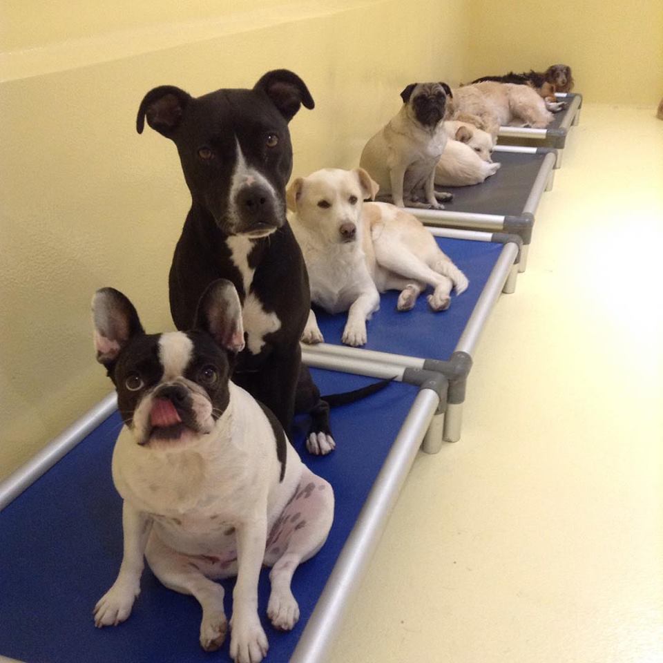 Happy Dogs Long Island City Prices