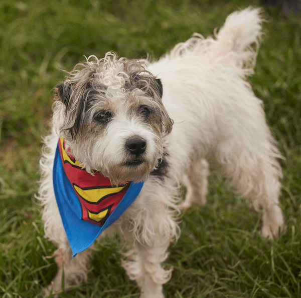 Donations Happy Faces Pet Ranch