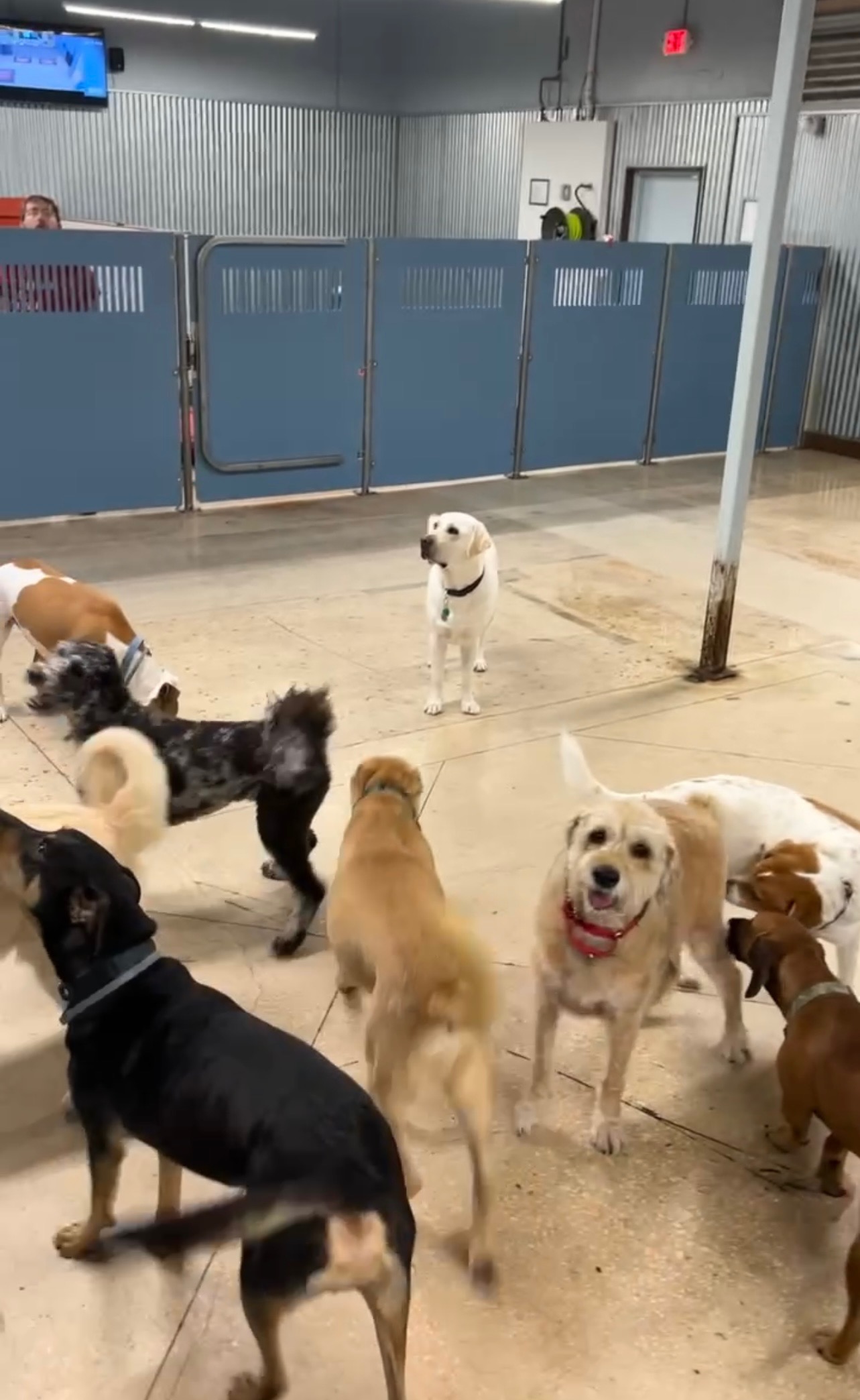 Best Dog Boarding in South Florida • Happy Family Blog