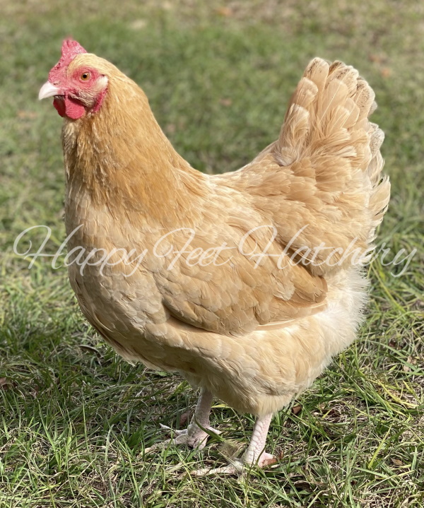 Buff Orpington Happy Feet Hatchery