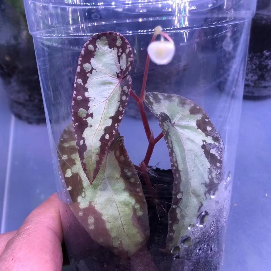 Begonia variabilis (PatchII) for Sale HappyForestStore