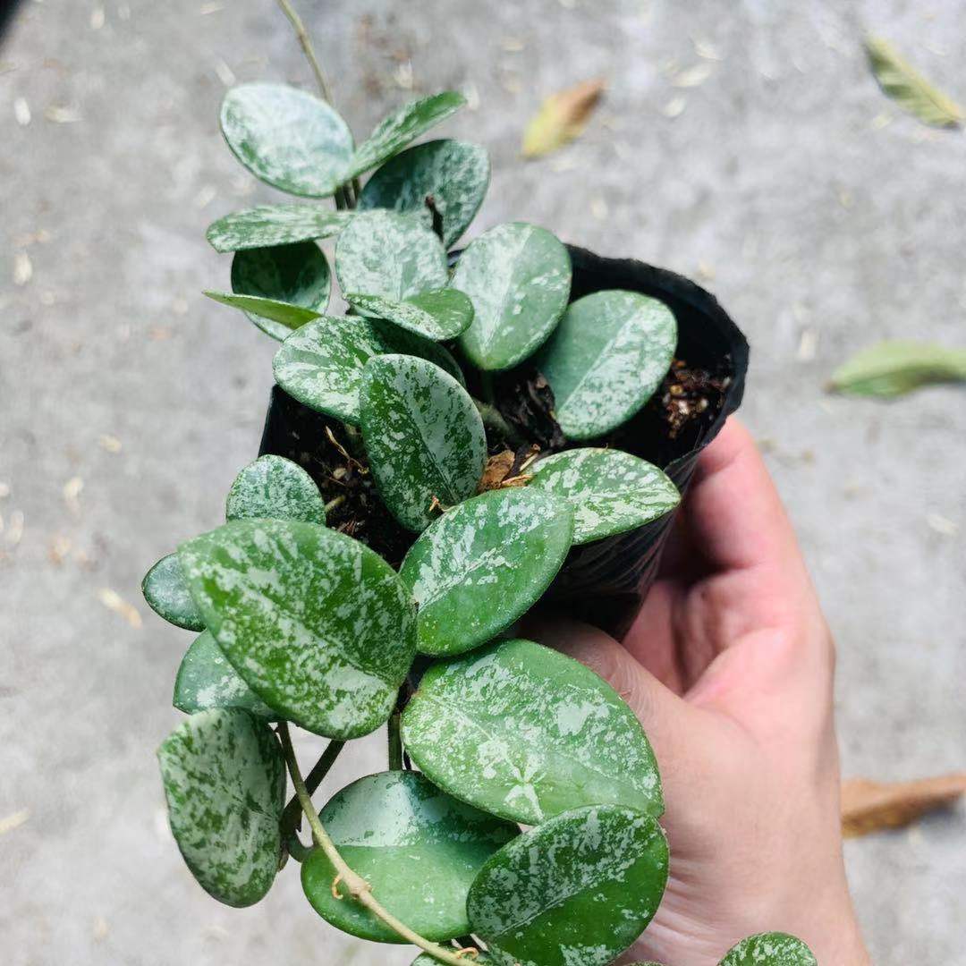 Hoya mathilde splash for sale HappyForestStore
