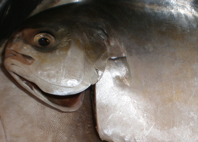 Fish · pompano · florida · raw 164 calories Happy Forks