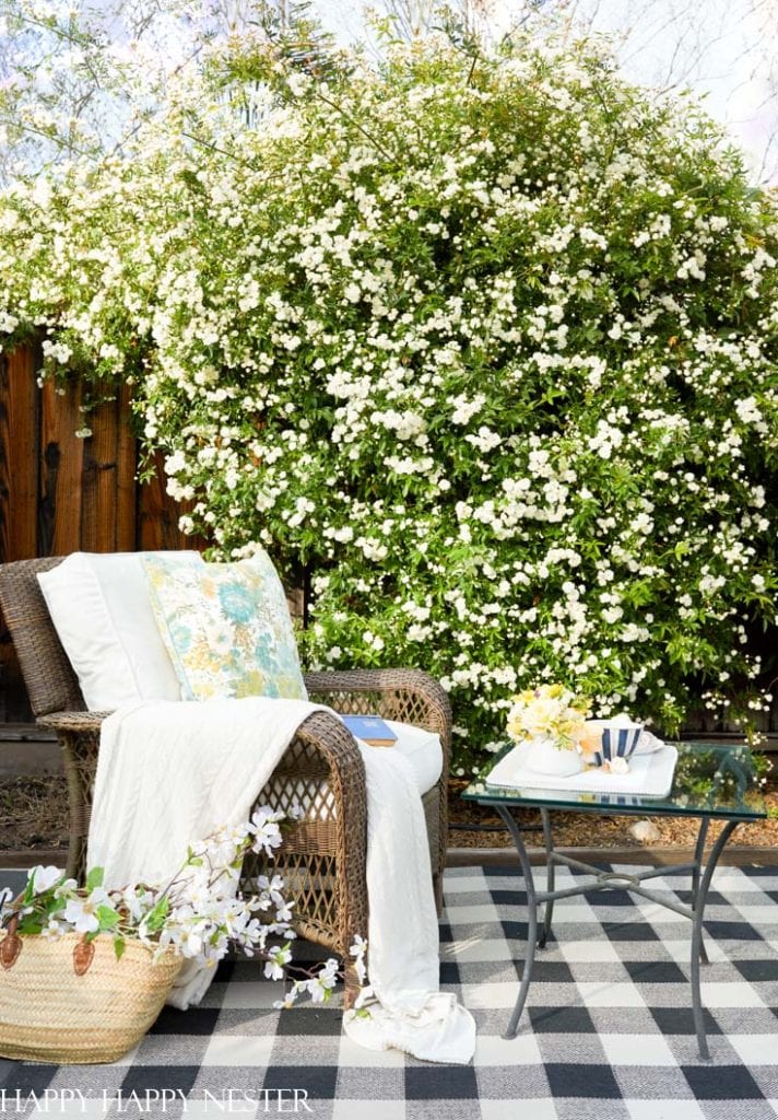 Lady Banks Rose (Best Climbing Rose) Happy Happy Nester