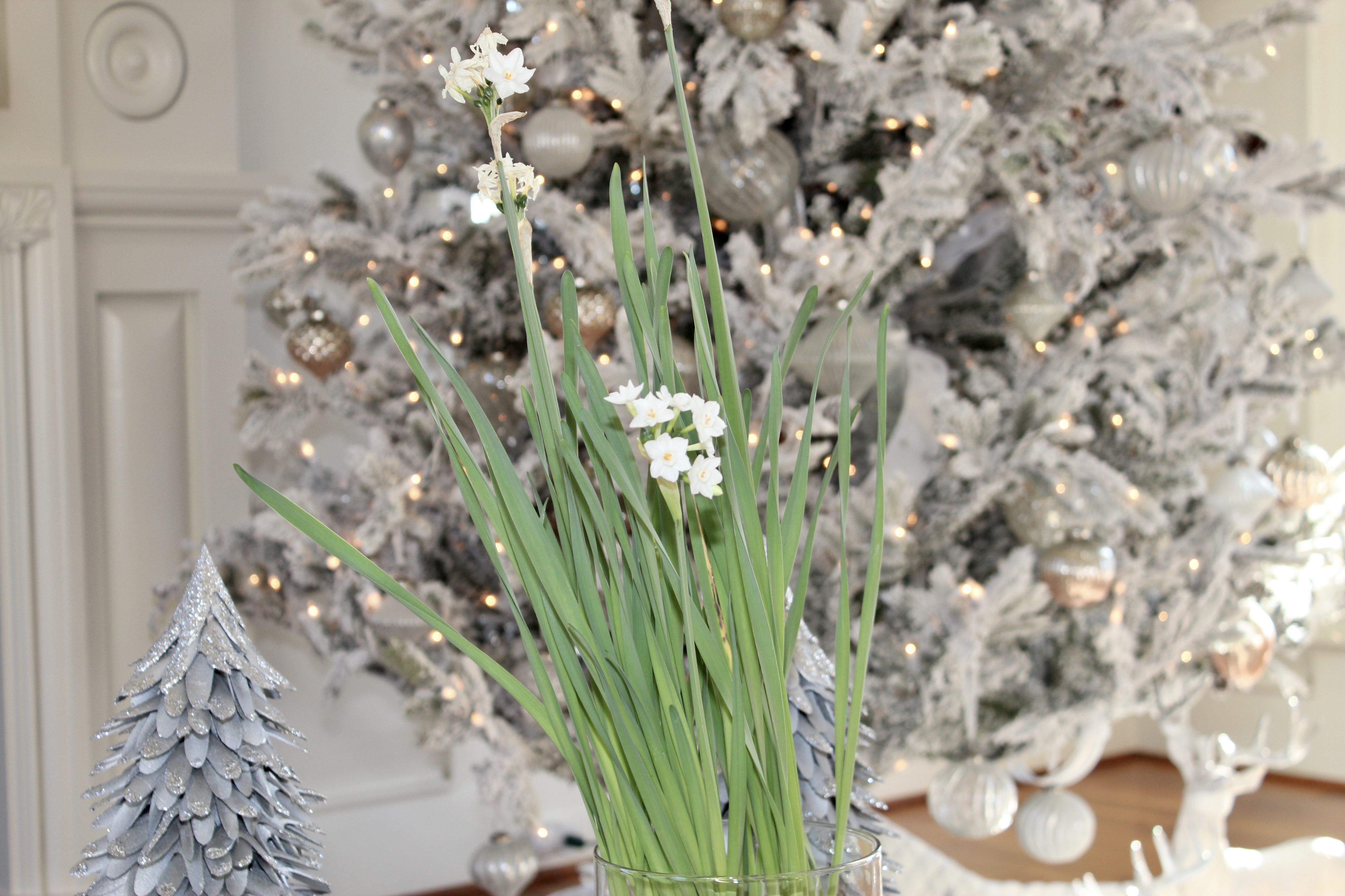 PaperWhite Blooms for the Holidays Happy Haute Home