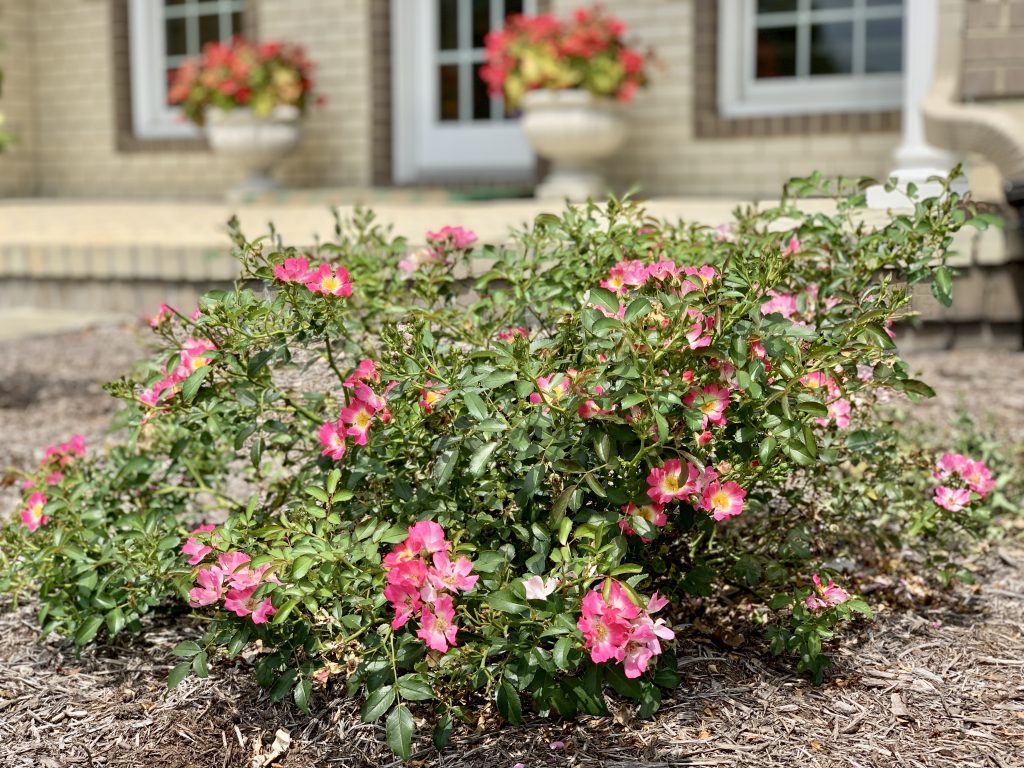 Caring for Rose Bushes and Keeping the Deer Away Happy Haute Home