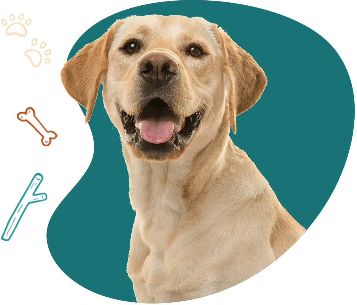 Happy Healthy Dog Training Puppy Training In West Valley