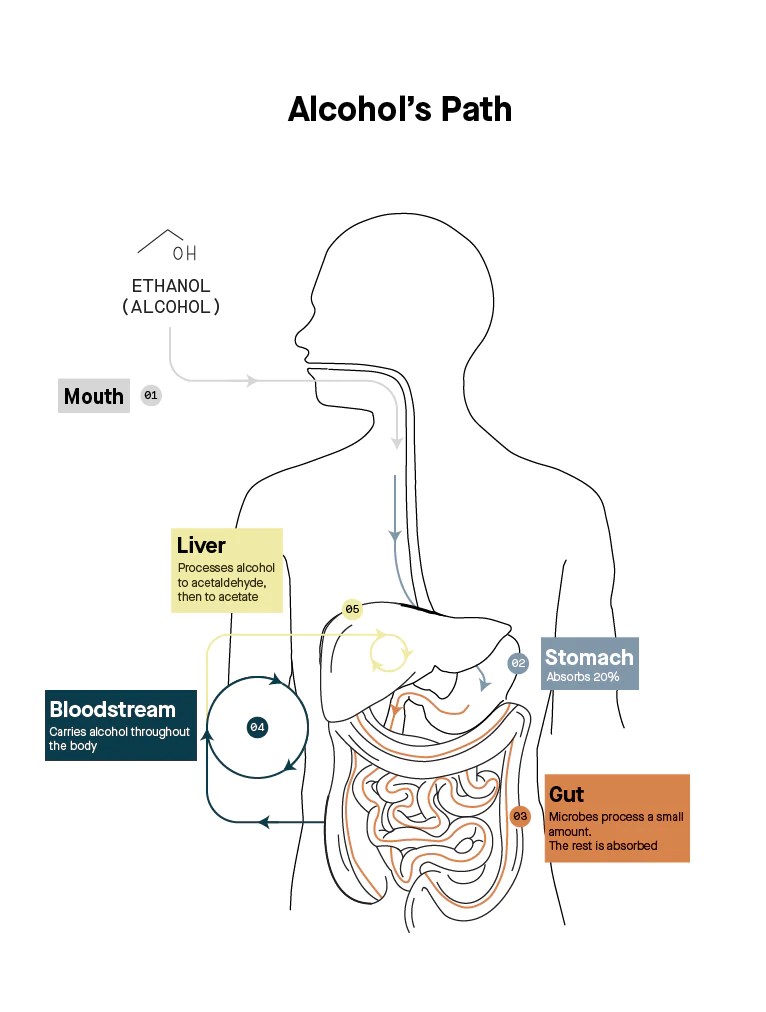 Understanding the Journey How Alcohol is Processed in Our Body