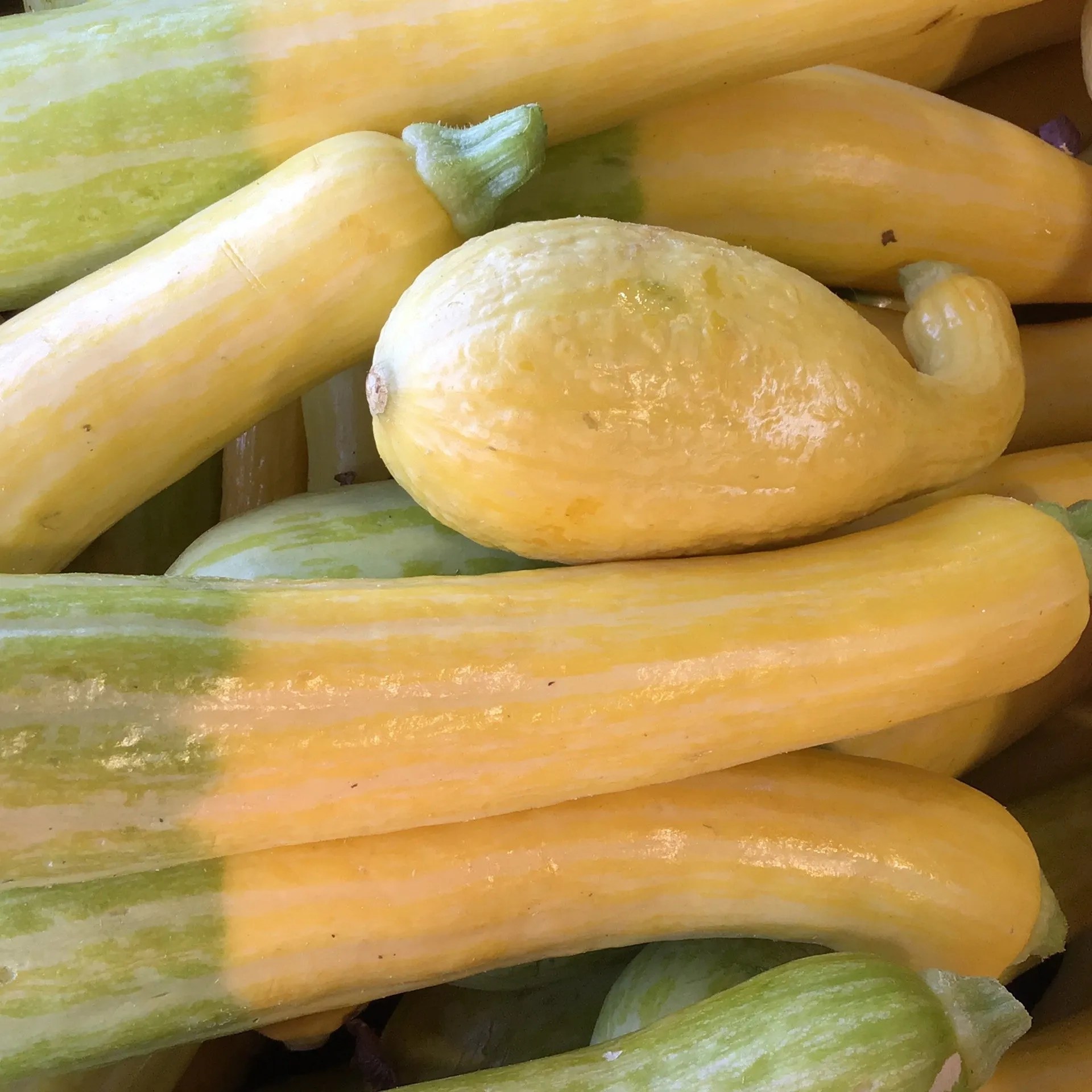 Summer Squash Happy Hollow Farm