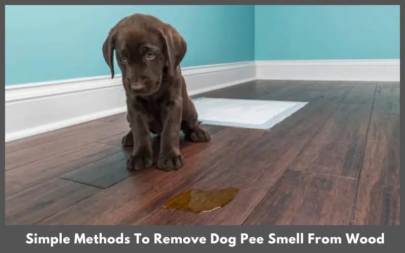 How To Get Dog Pee Smell Out of Wood? Happy Home