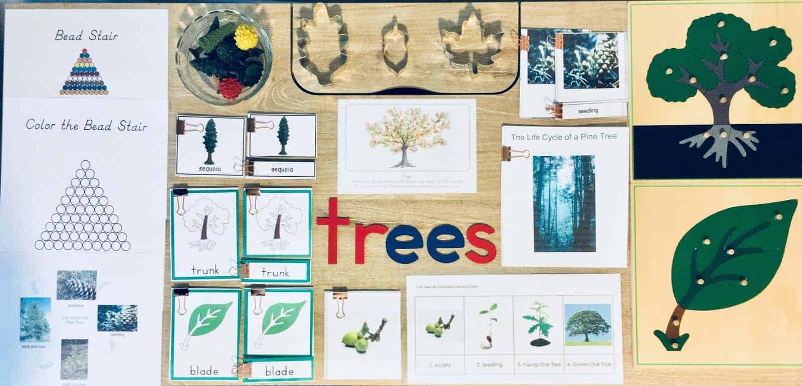 Montessori Tree Unit Study • Happy Homeschool Adventures
