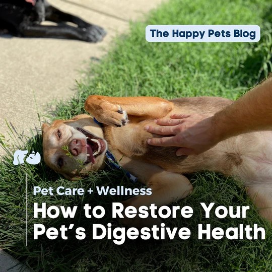 Your Guide to Pet Care and Wellness Happy Hounds