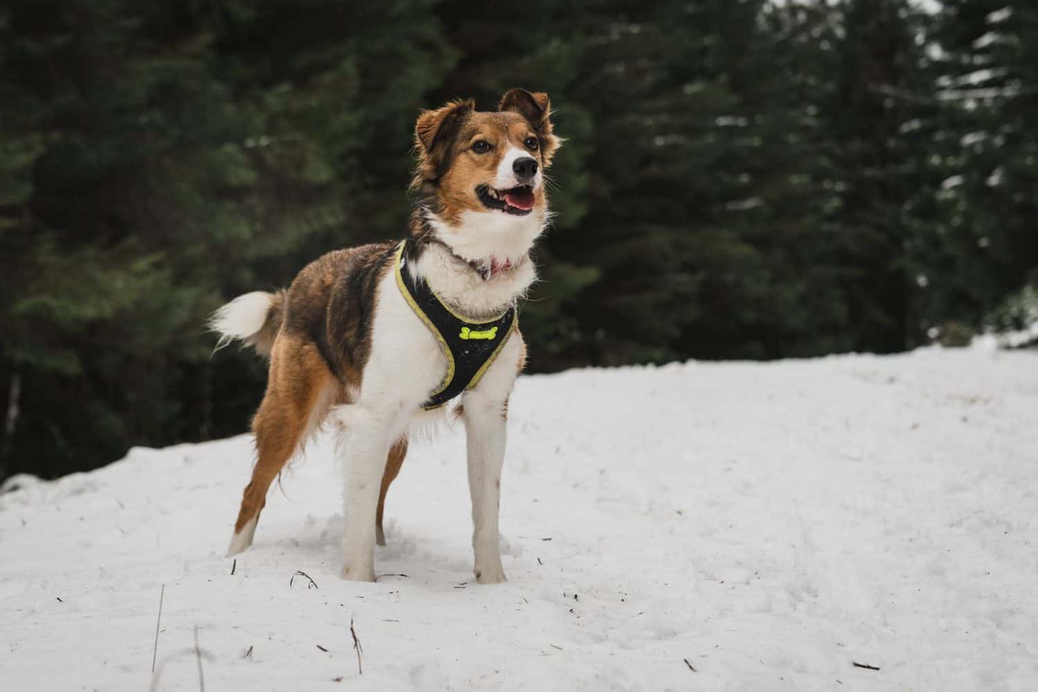 Hundegeschirr mit Brustring 5 Modelle im Test (2021)