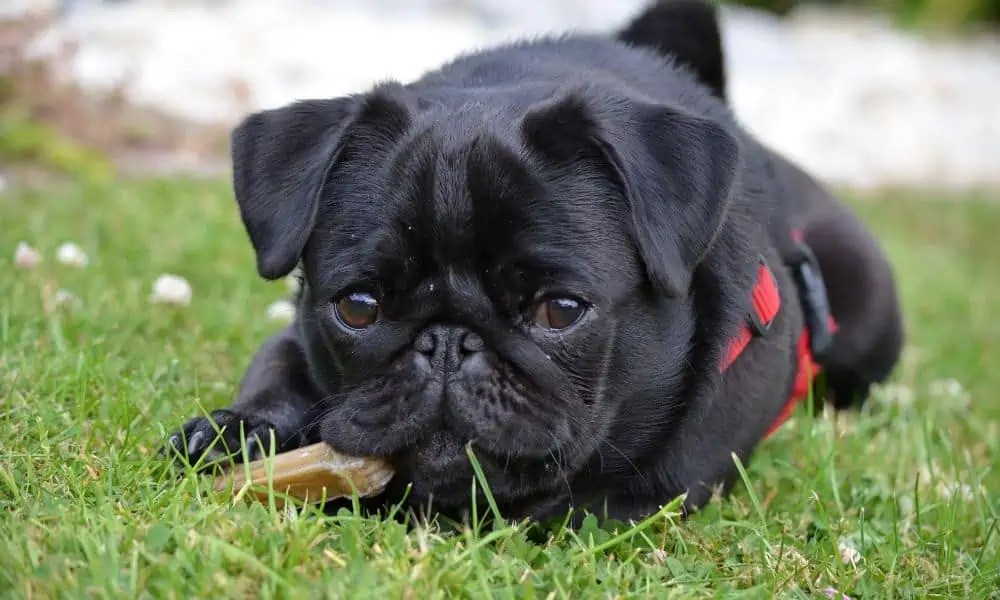 Was kostet ein Mops? Alle Kosten & Preise erklärt!