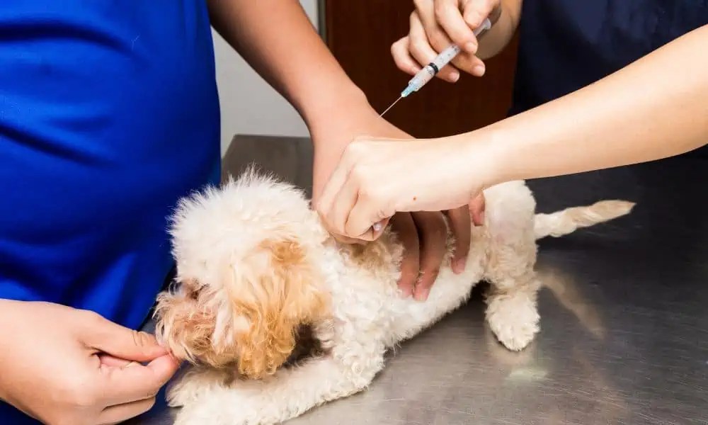 Cytopoint für Hunde Wirkung, Dosierung & Nebenwirkungen