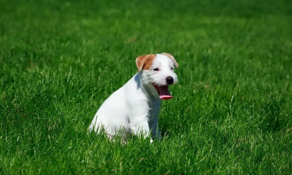 Parson Russell Terrier im Rassenporträt (mit Bildern und Infos)