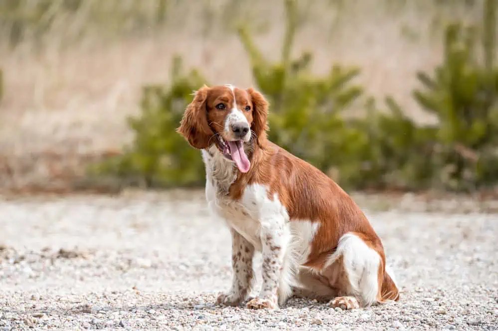 Welsh Springer Spaniel im Rassenporträt (mit Bildern & Infos)