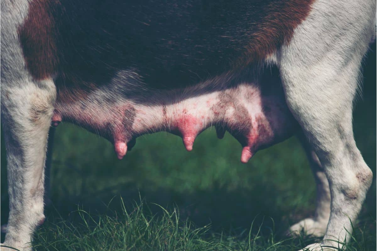 Mastitis (Gesäugeentzündung) beim Hund Kompletter Ratgeber