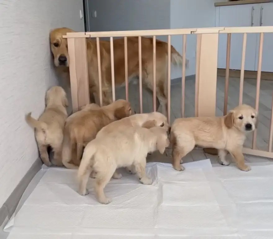 Golden RetrieverPapa sieht seine Welpen zum ersten Mal Seine Reaktion