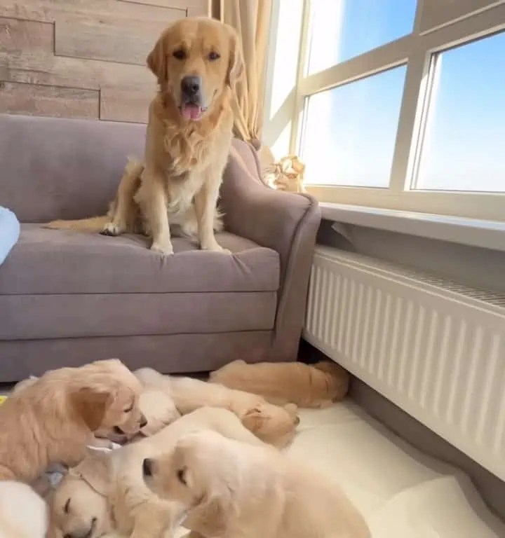 Golden RetrieverPapa sieht seine Welpen zum ersten Mal Seine Reaktion