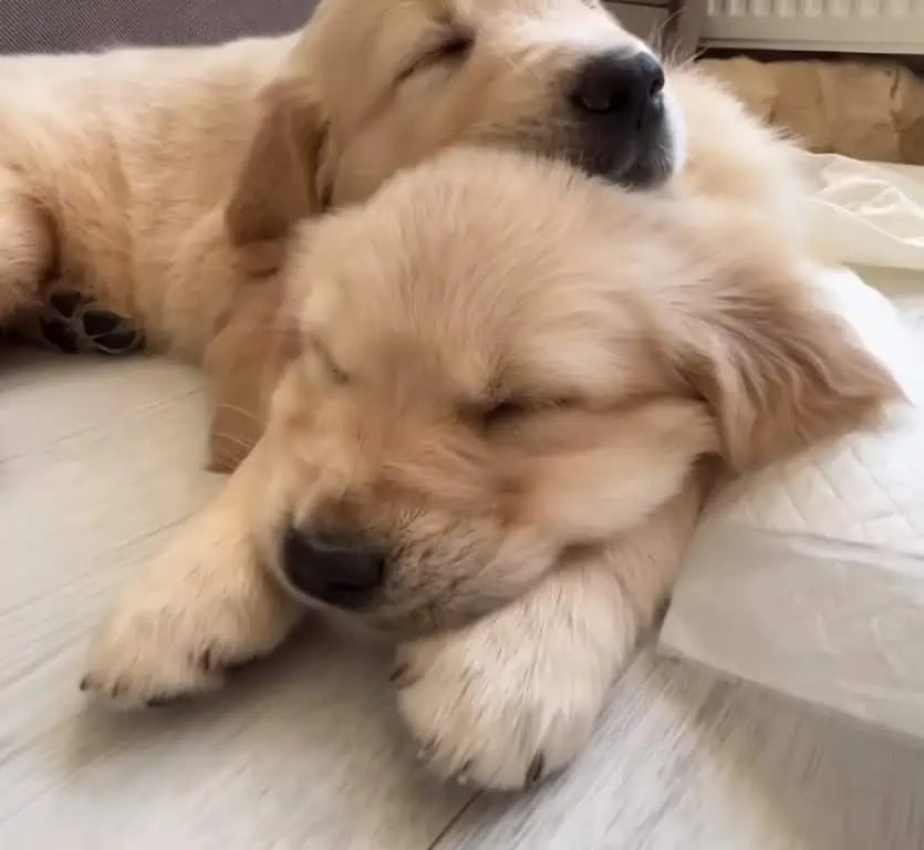 Golden RetrieverPapa sieht seine Welpen zum ersten Mal Seine Reaktion