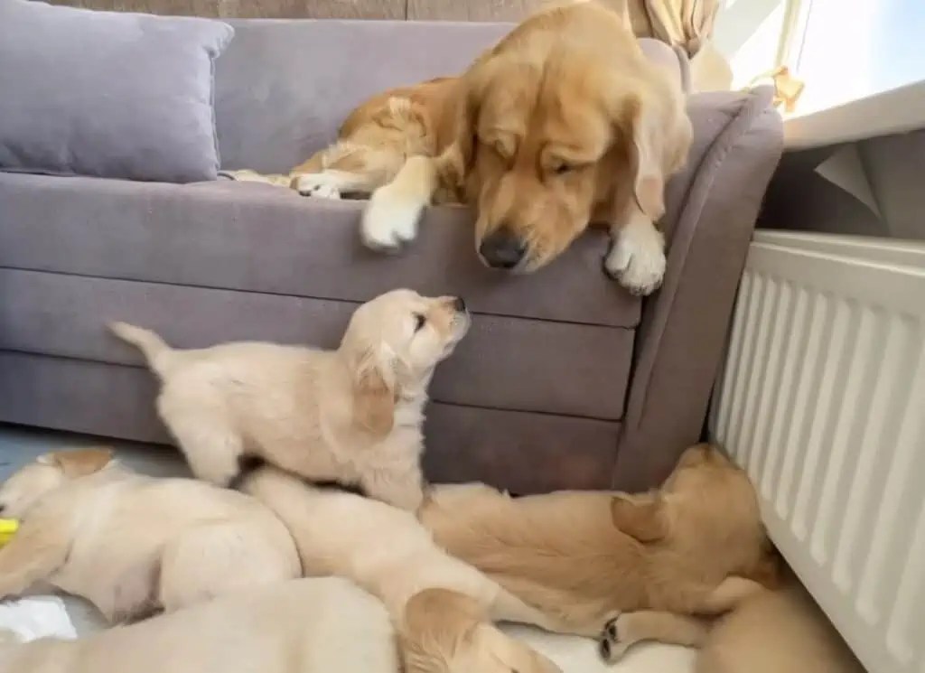 Golden RetrieverPapa sieht seine Welpen zum ersten Mal Seine Reaktion