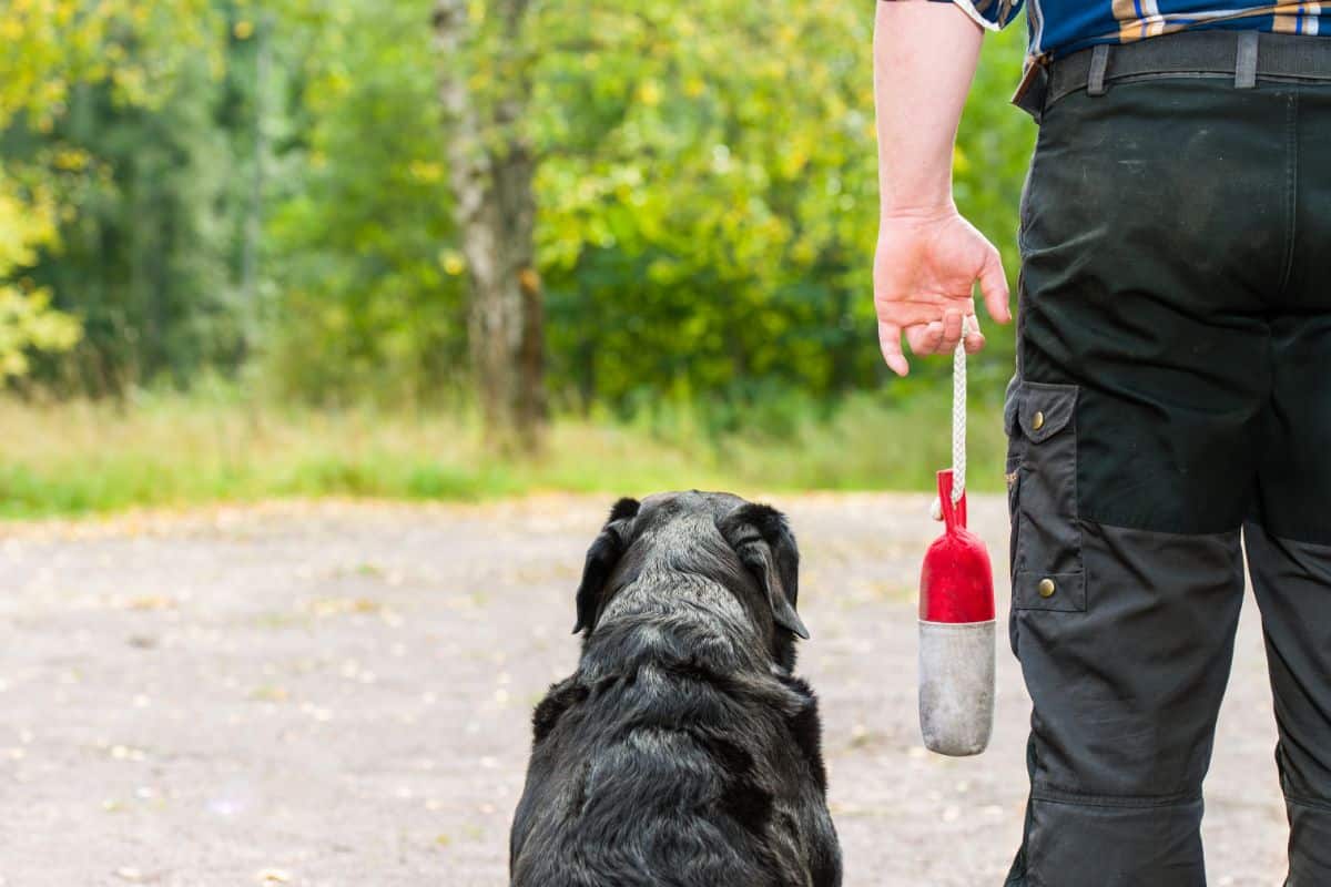 DummyTraining für Hunde Tipps & Übungen (Ratgeber)