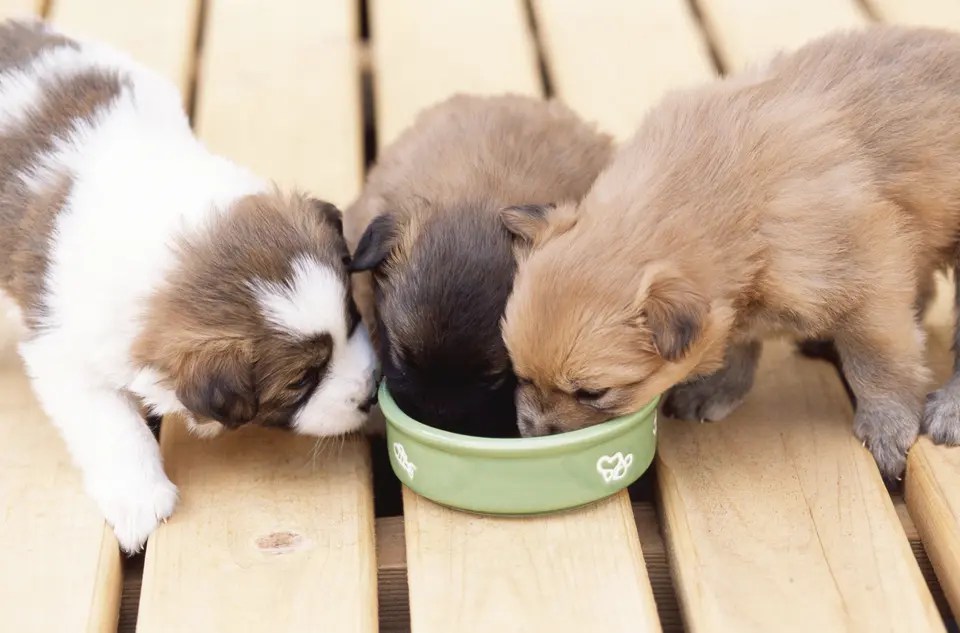 犬に与えてはいけない食べ物は何？ 犬の気持ちが分かる30のしぐさ HAPPY LIFESTYLE