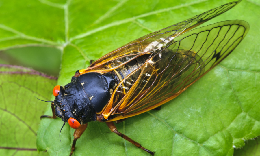 Move over Pornhub there's a plague of sexcrazed zombie cicadas on the way