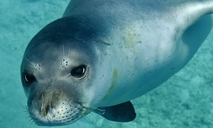 Most Famous Police Shootouts Telegraph