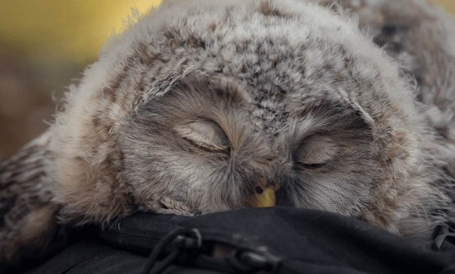 Apparently baby owls sleep face down because their heads are too big