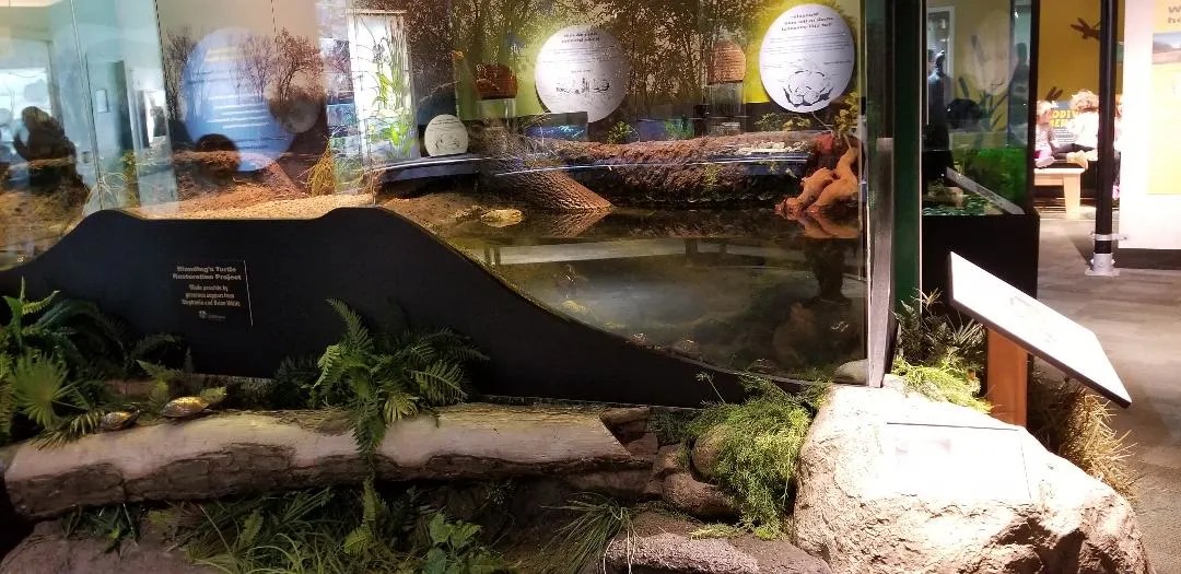 Best Tips Peggy Notebaert Nature Museum. Chicago Musuem for kids with unforgettable Butterly exhibit, reptiles, playareas and more. Learn where to park, eat and things to do for a great Family day out. #notebaert, #chicago, #traveltips, #familytravel