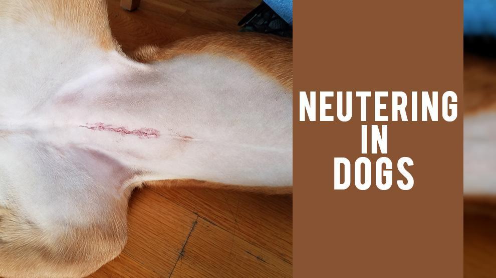Neutering The Pros, Cons, and Everything In Between Happy Mutt