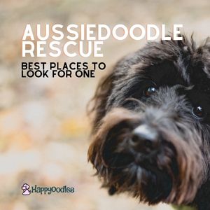 Aussiedoodle Rescue: Best Places To Look - Happy Oodles