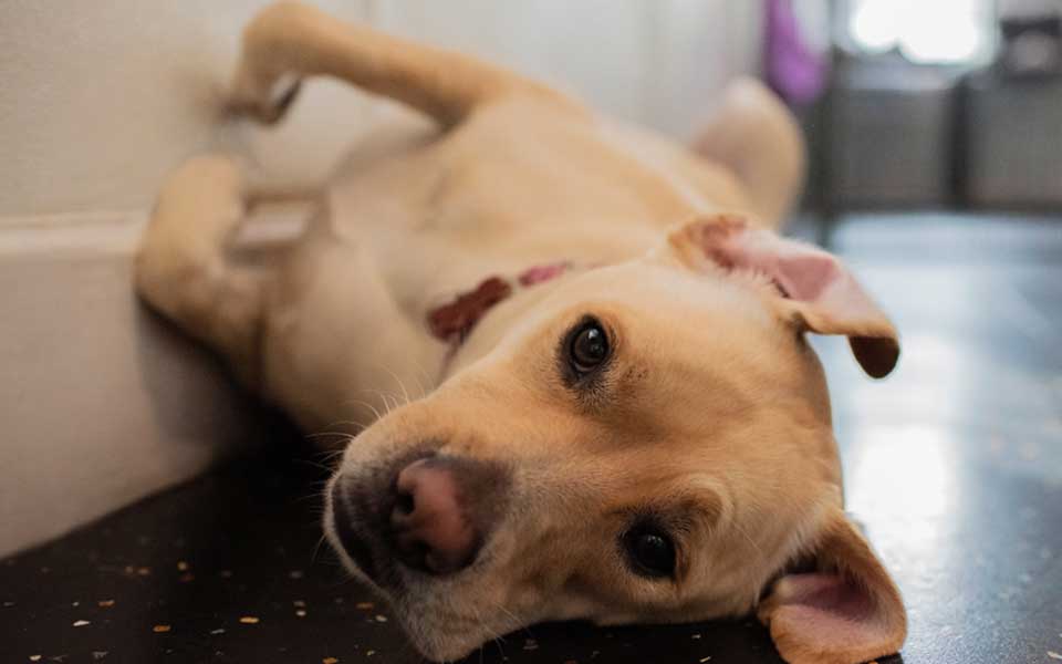 Happy Paws A fun place for dogs to learn