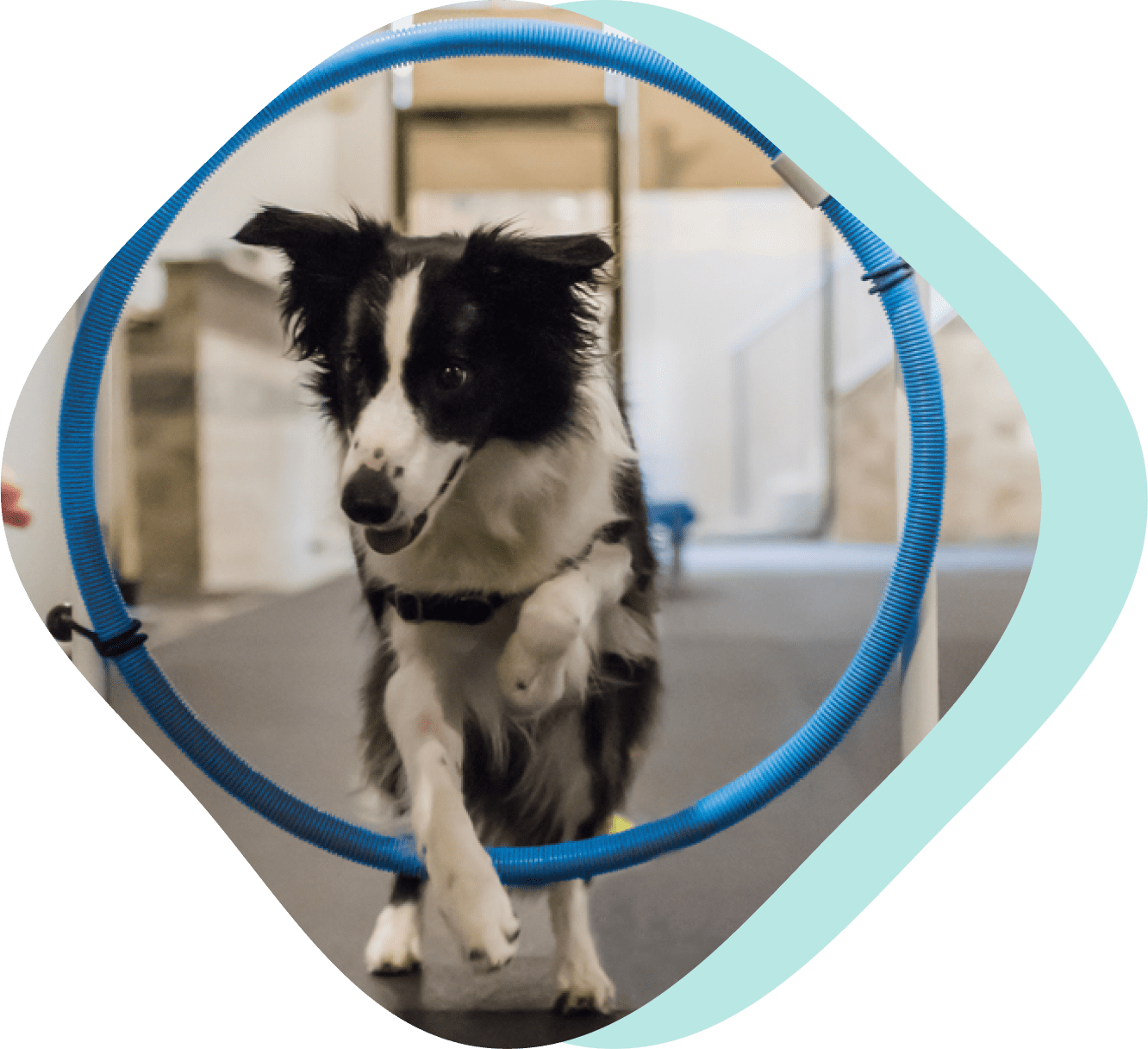 Training Happy Paws & Puptagon