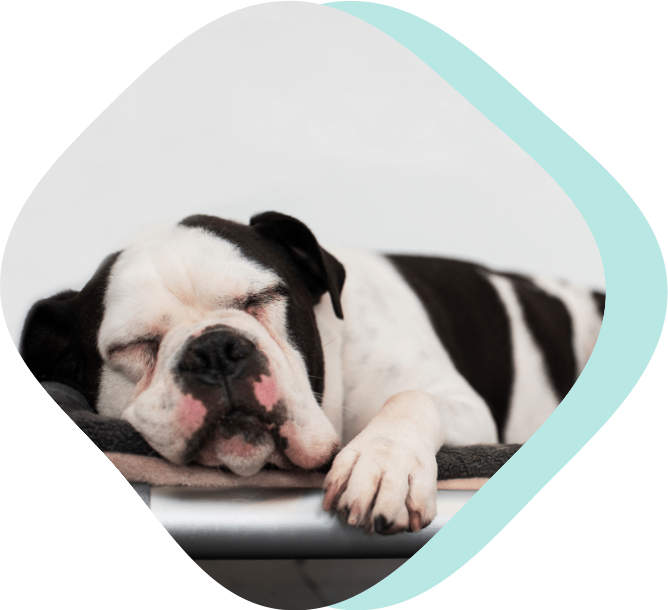 Boarding Happy Paws & Puptagon