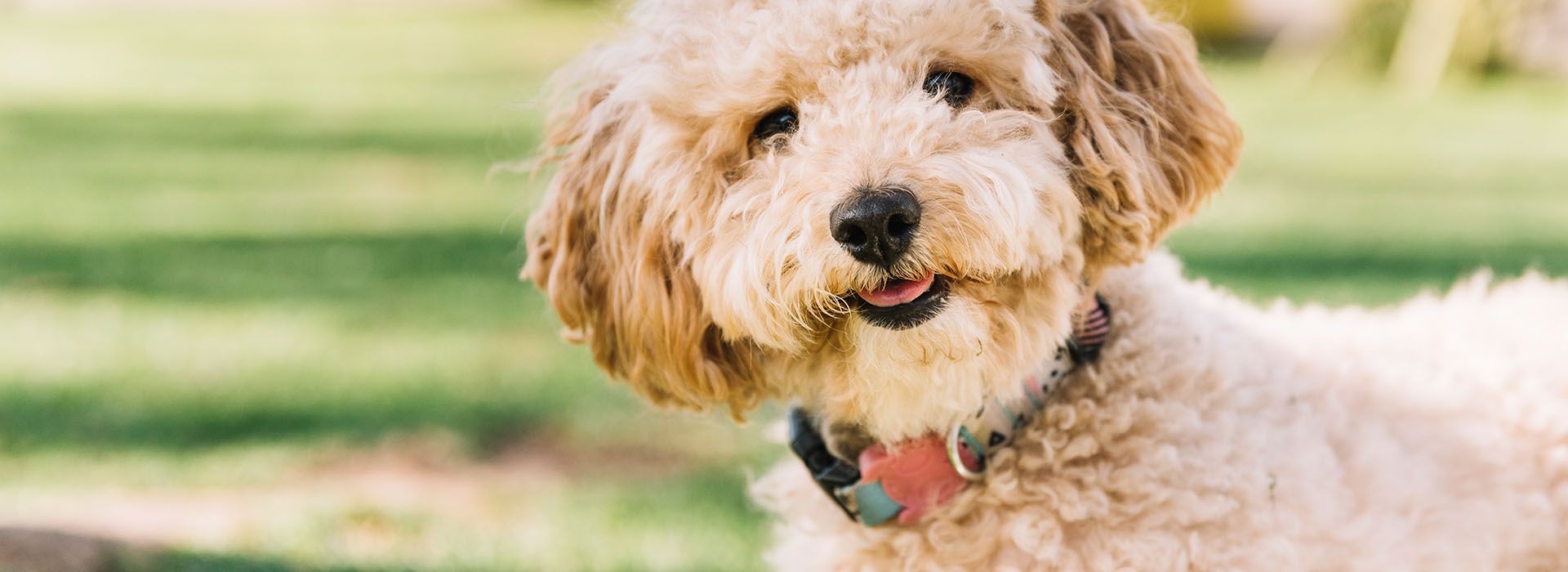 Happy Paws House Calls Holistic Mobile Vet Morristown, Jersey City