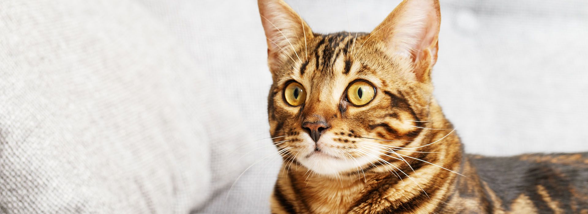 Happy Paws House Calls Holistic Mobile Vet Morristown, Jersey City