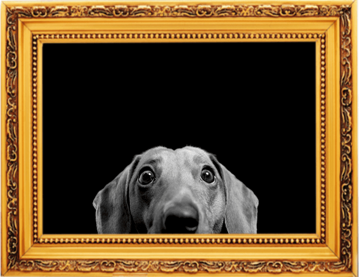 Happy Paws Unleashed Dog and Cat Daycare & Grooming