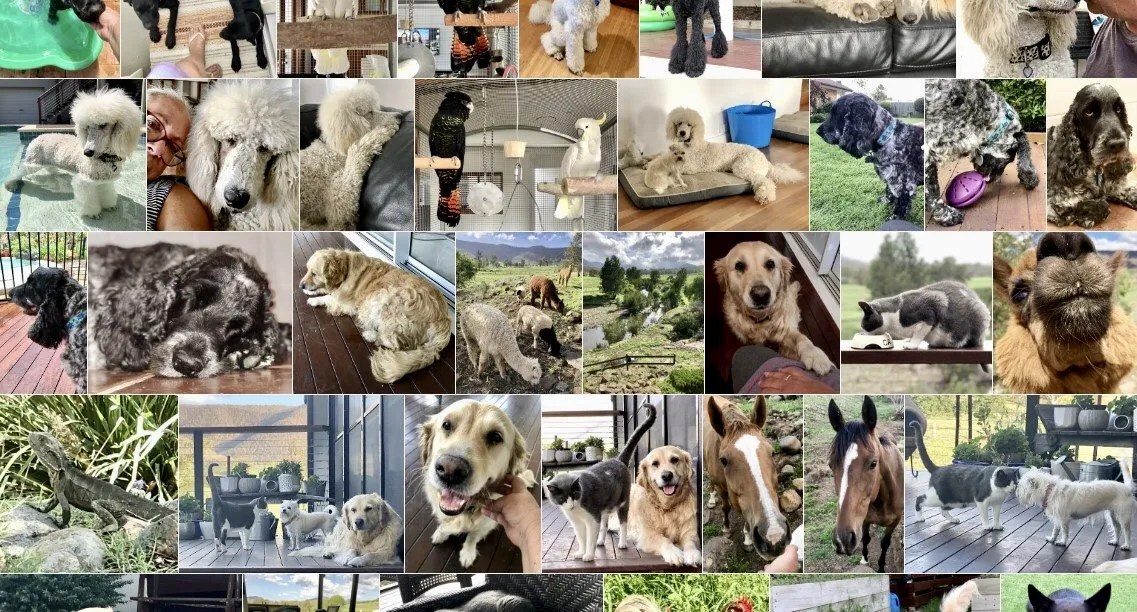 Gallery 🐶 Happy Pet Home Sitting