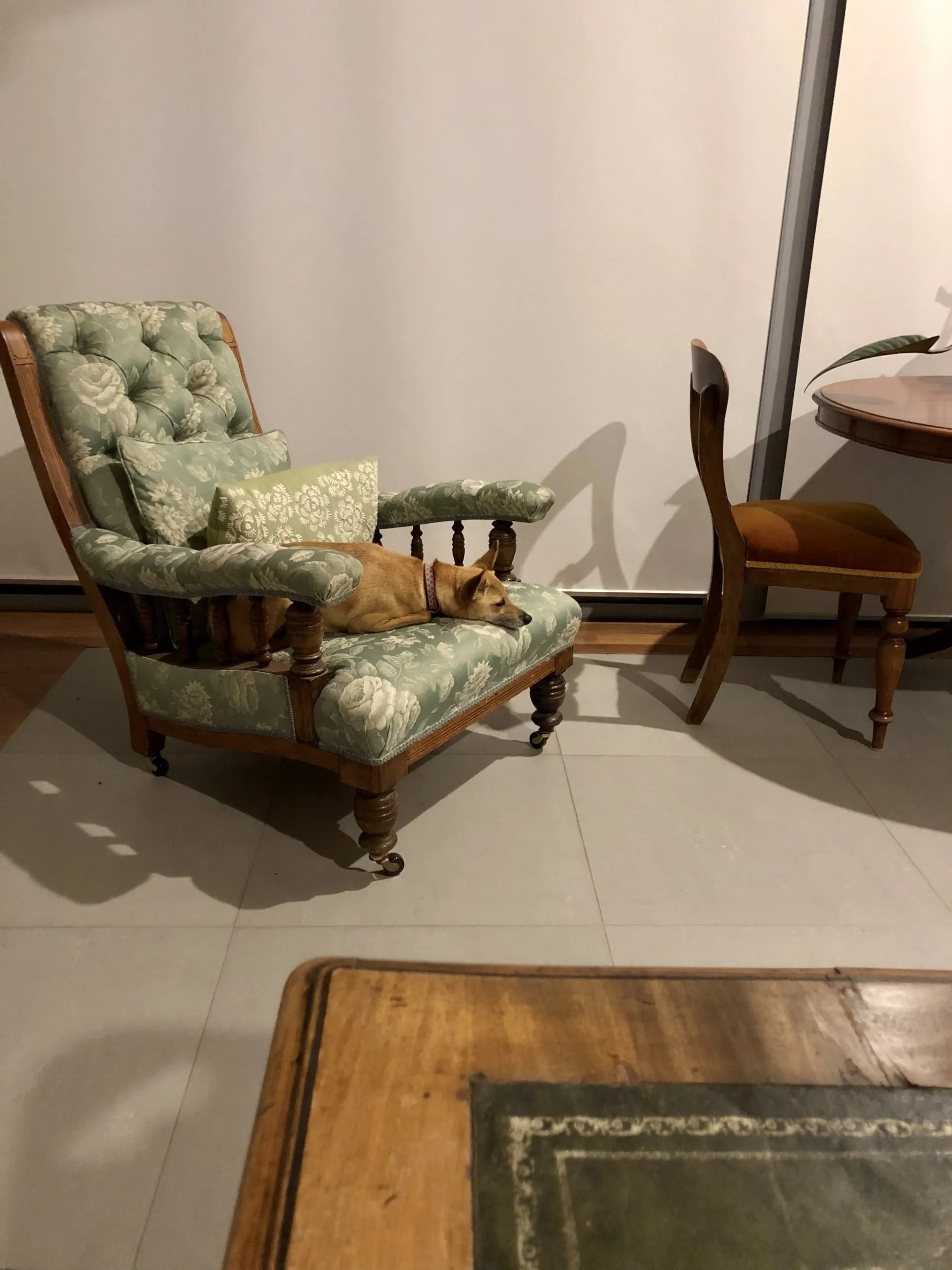 Happy Pet Home Sitting Gallery