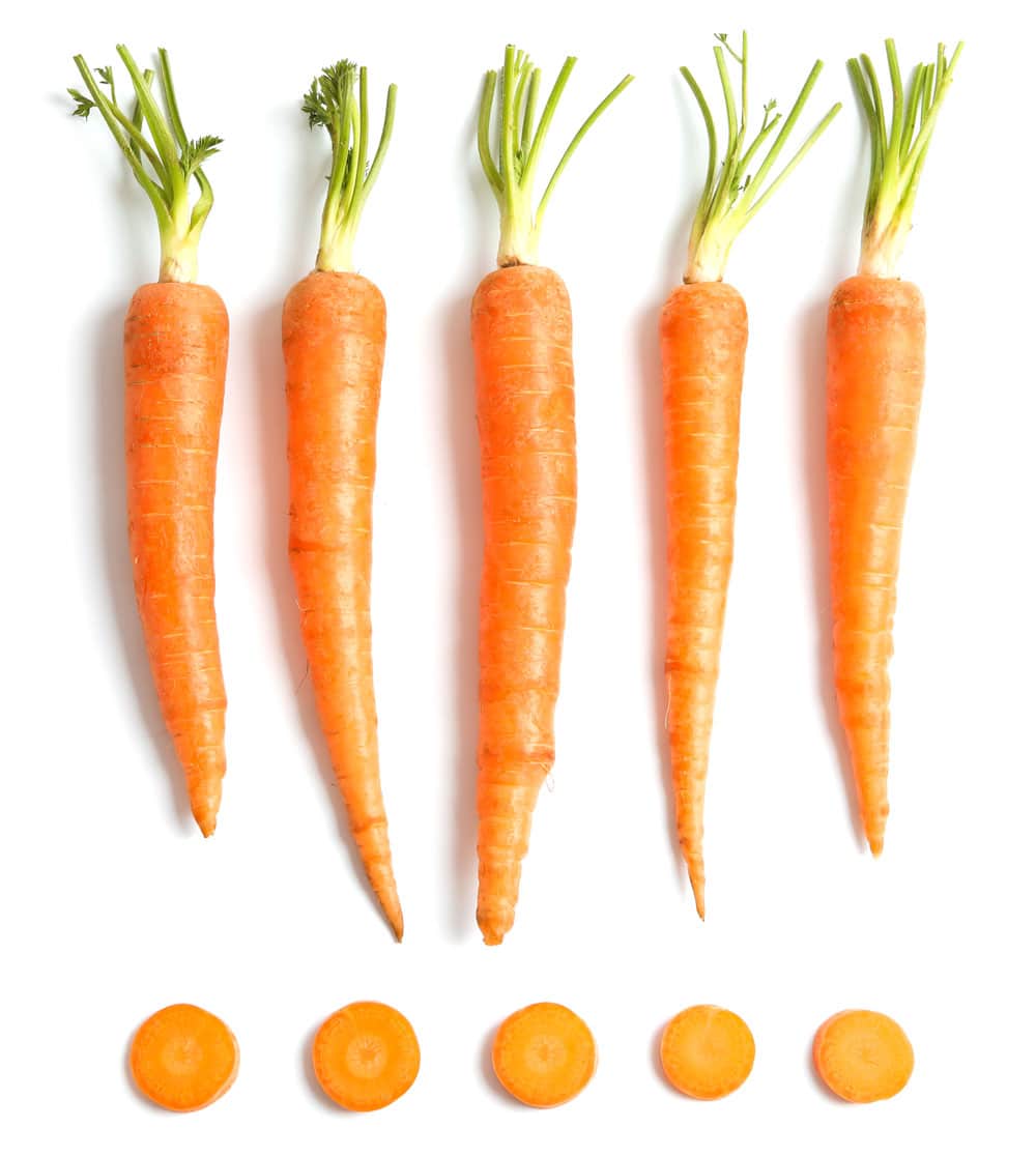 Guinea Pig Pet Shop Fremantle, Perth Guinea Pig Store