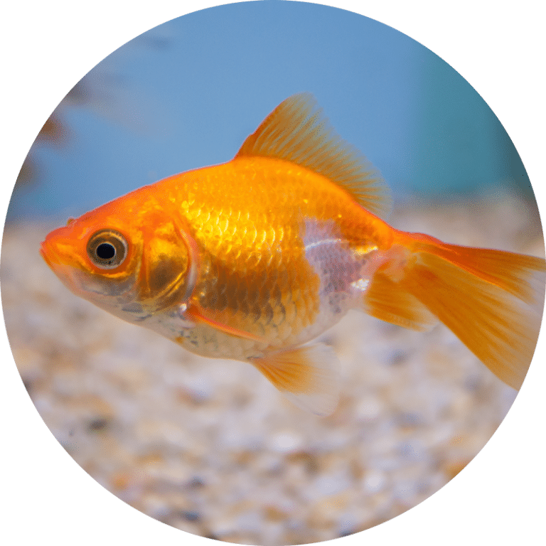 Fish Store Fremantle, Perth Fish Pet Shop Perth