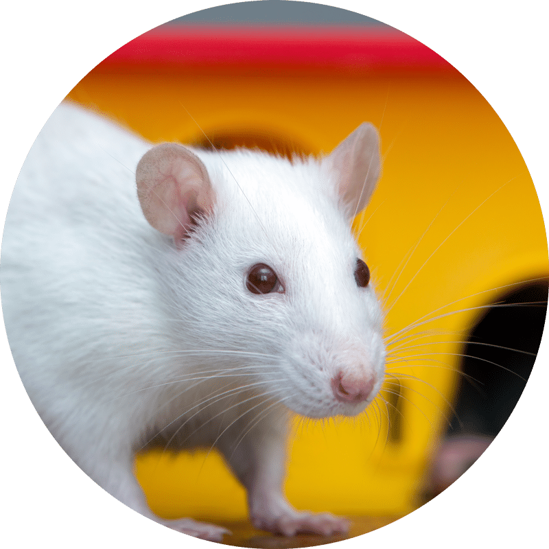 Pet Rat & Mice Shop Perth Pet Rats & Mice For Sale