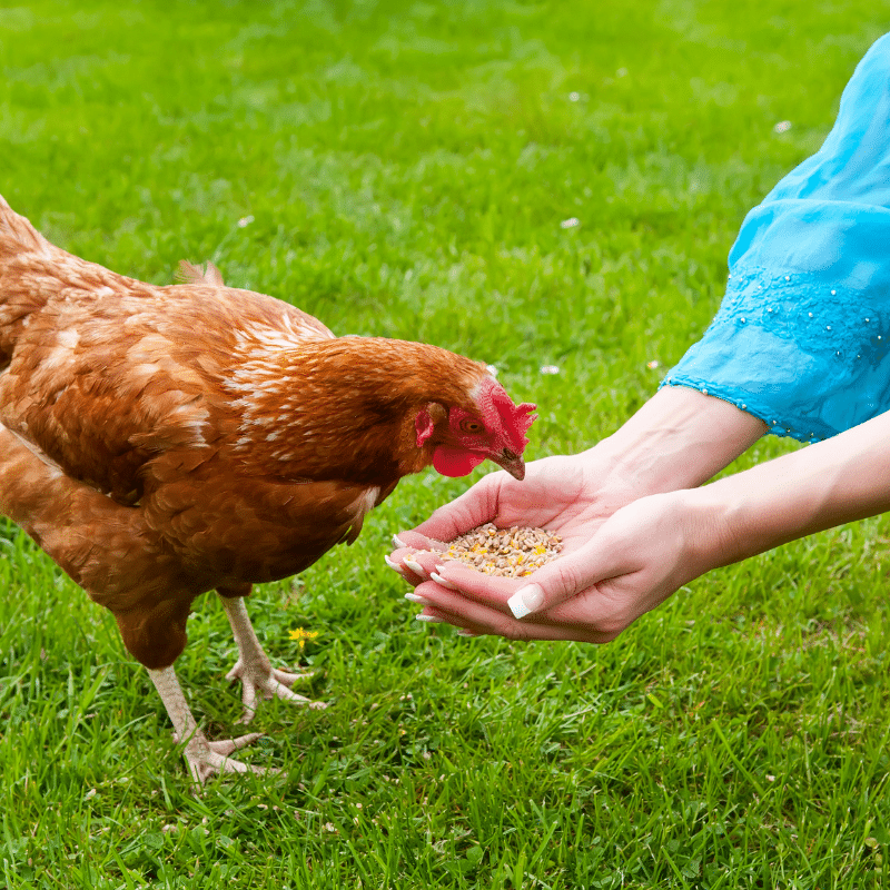 Poultry Supplies Poultry Supplies In Perth, Australia