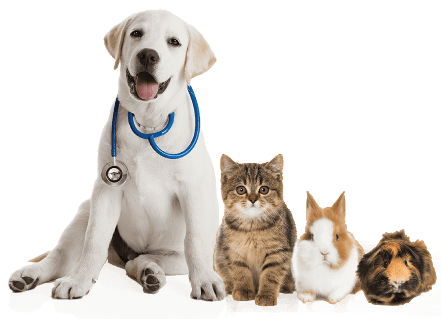 Happy Pets Happiness Pets Happiness You