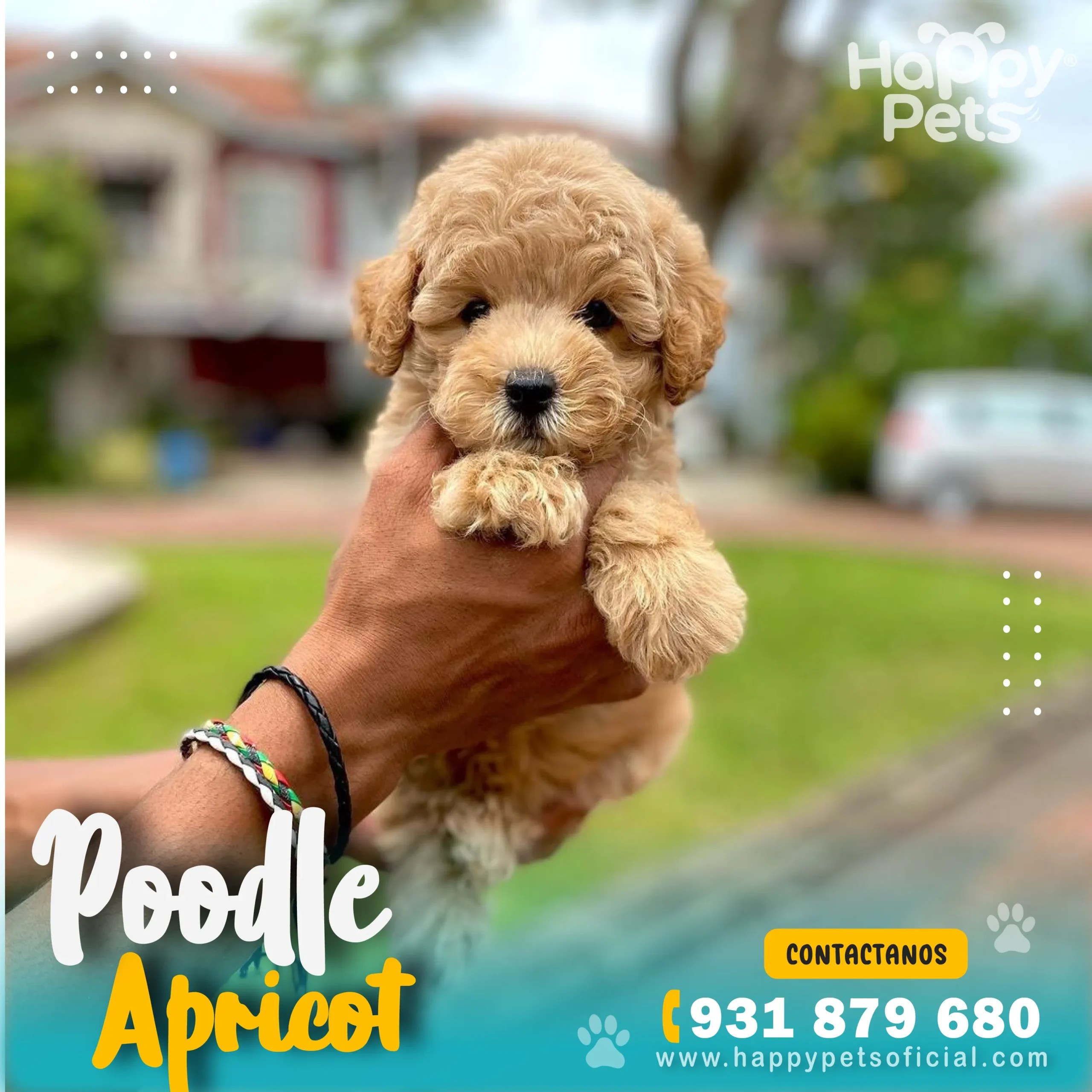 Poodle Apricot Precio Happy Pets Perú